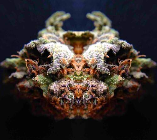 weed