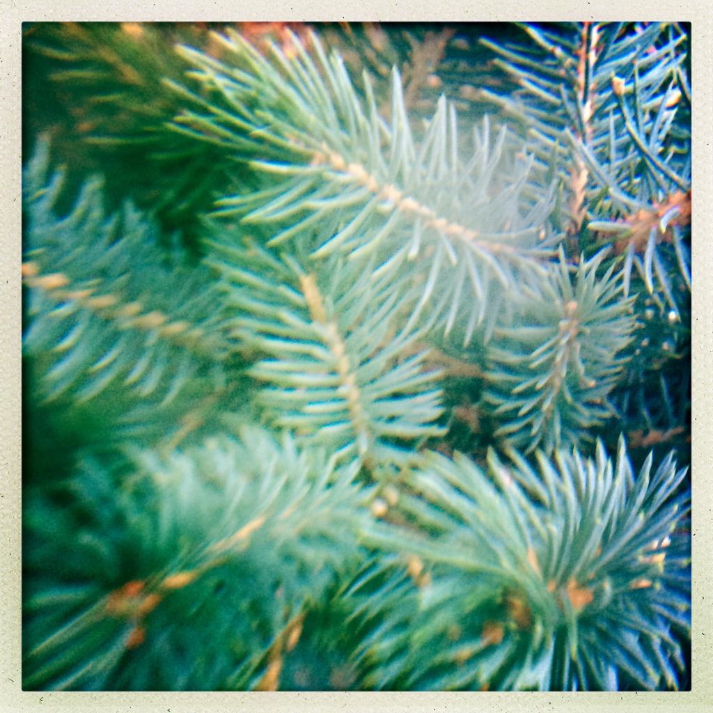Fir tree