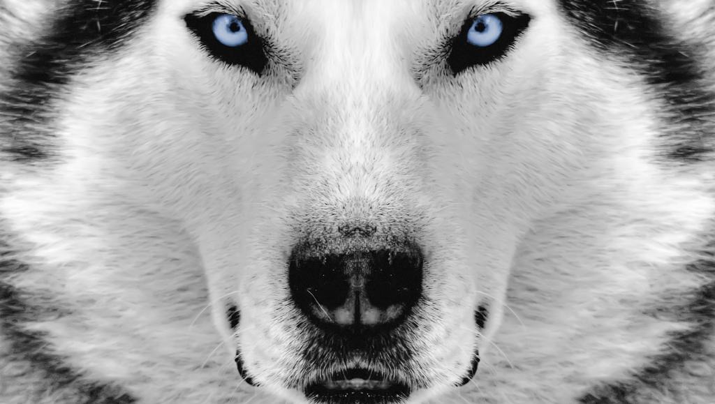 Siberian-Husky-Pictures