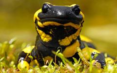 fire-salamander_3491967b