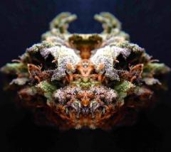 weed