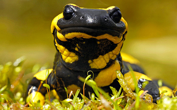 fire-salamander_3491967b