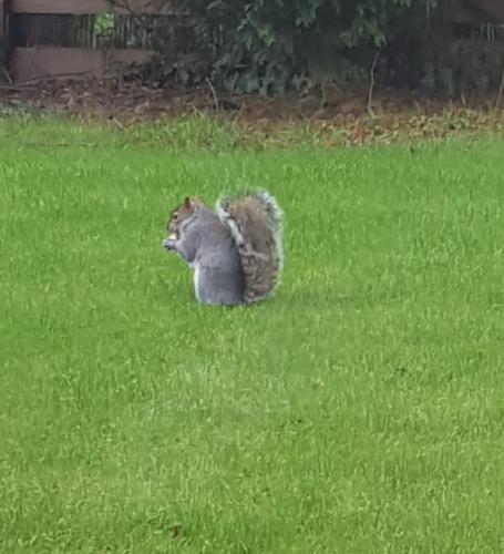 Hungry squirrel