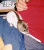 DJ Hookie