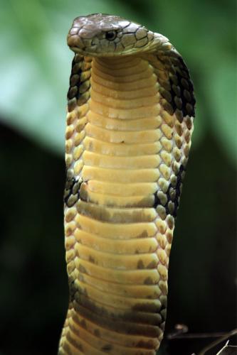 Dont underestimate this one. King Cobra!