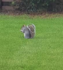 Hungry squirrel