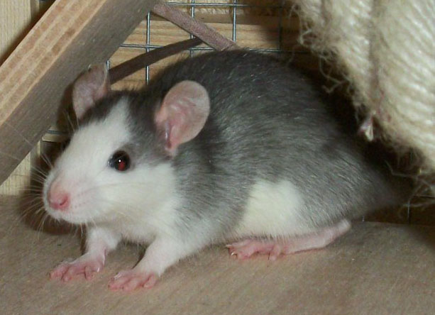 achnase