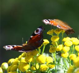 Carnival of butterflies 30.04.12 dj set