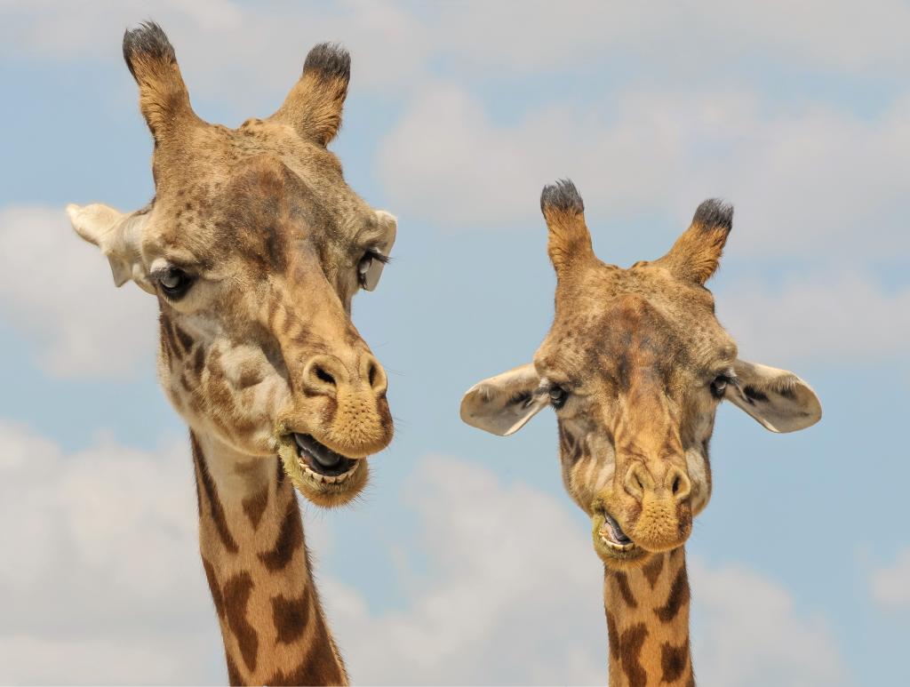 giraffes