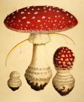 Amanita Muscaria