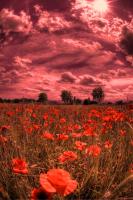 poppy fields