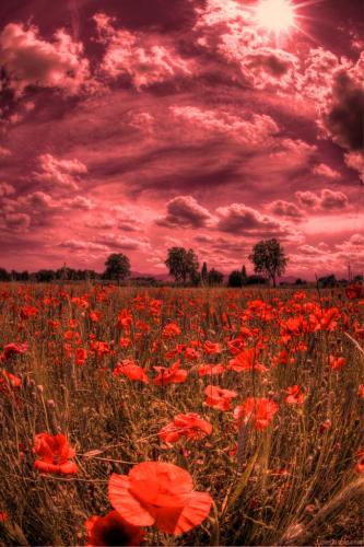 poppy fields