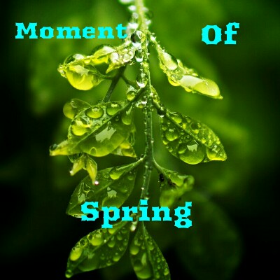 Moment Of Spring