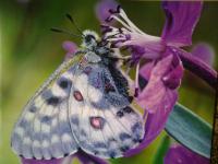 Christians Dance? 700(+1) Mix Falco Part 2