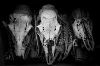 Deeply Ancestral