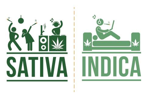 Indica