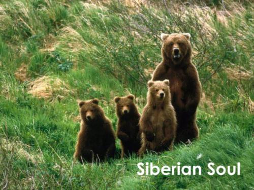 Siberian Soul vol 26
