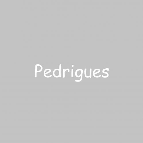 Pedrigues