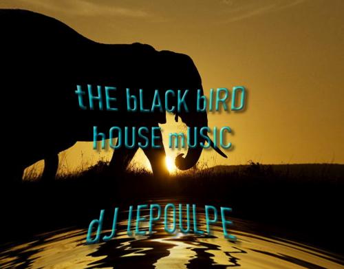 tHE bLACK bIRD