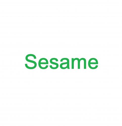 Sesame